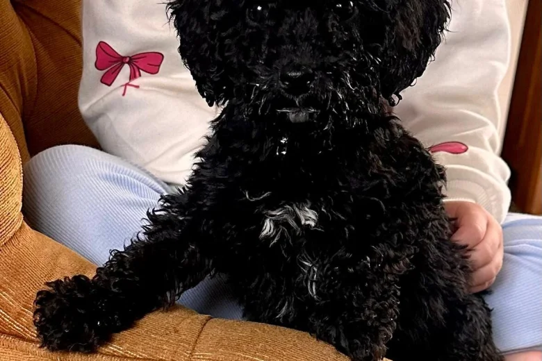 Poodle