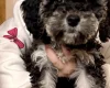 Poodle