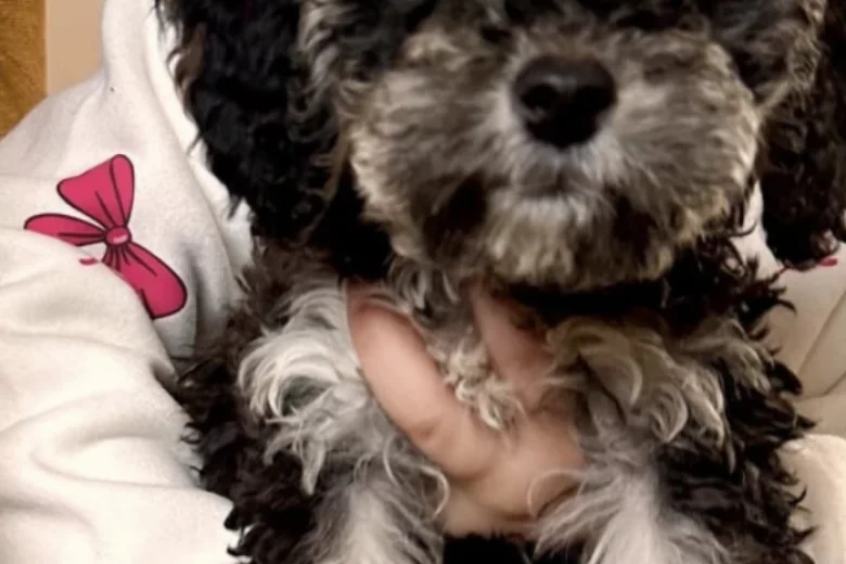 Poodle