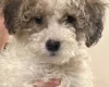 Poodle
