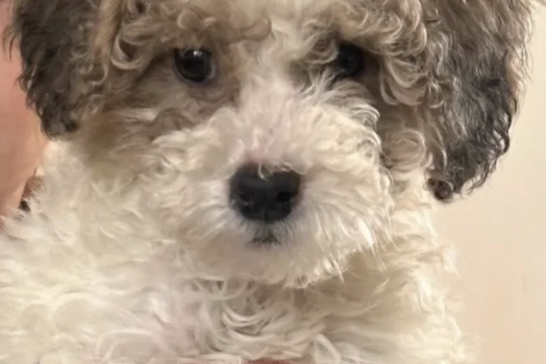 Poodle