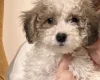 Poodle