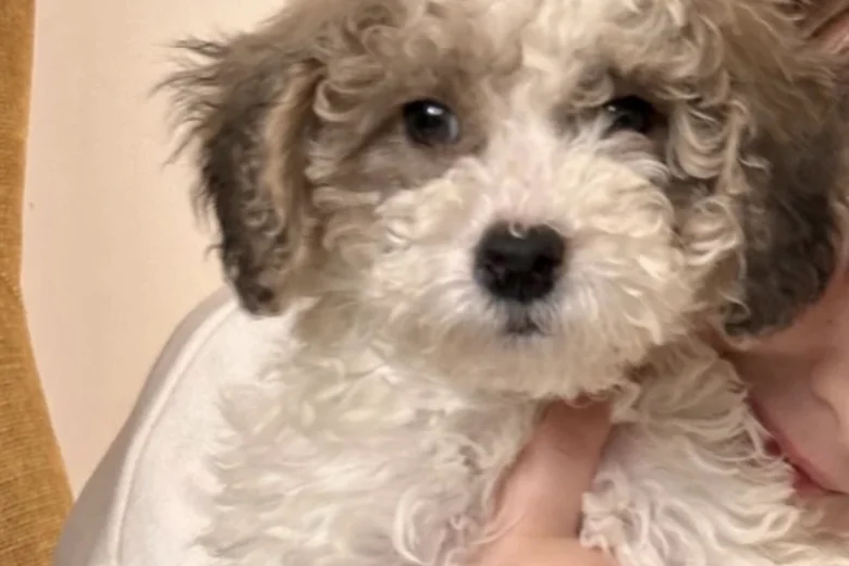 Poodle