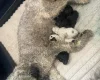 Poodle