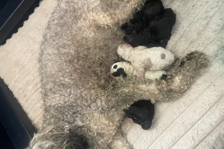 Poodle
