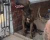 Presa Canario