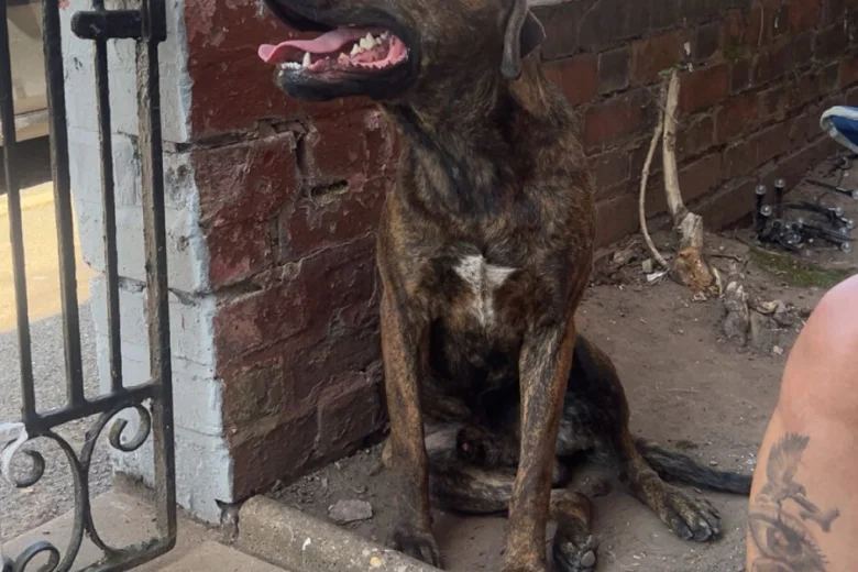 Presa Canario