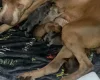 Presa Canario