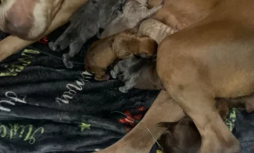 Presa Canario