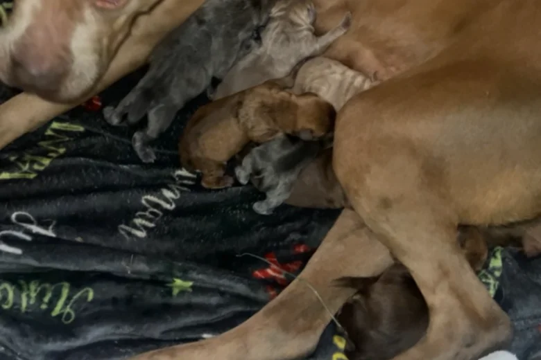 Presa Canario