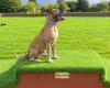 Presa Canario