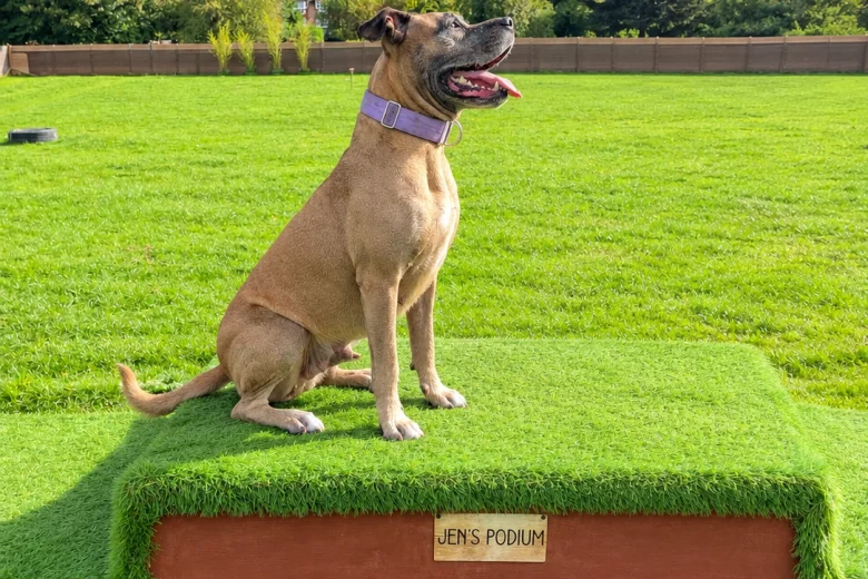 Presa Canario