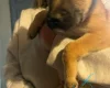 Presa Canario