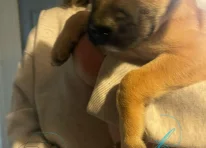 Puppy 1