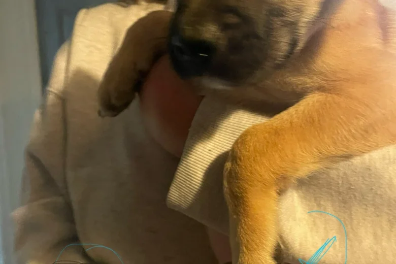 Presa Canario