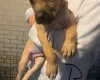 Presa Canario