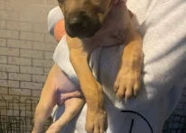 Puppy 2
