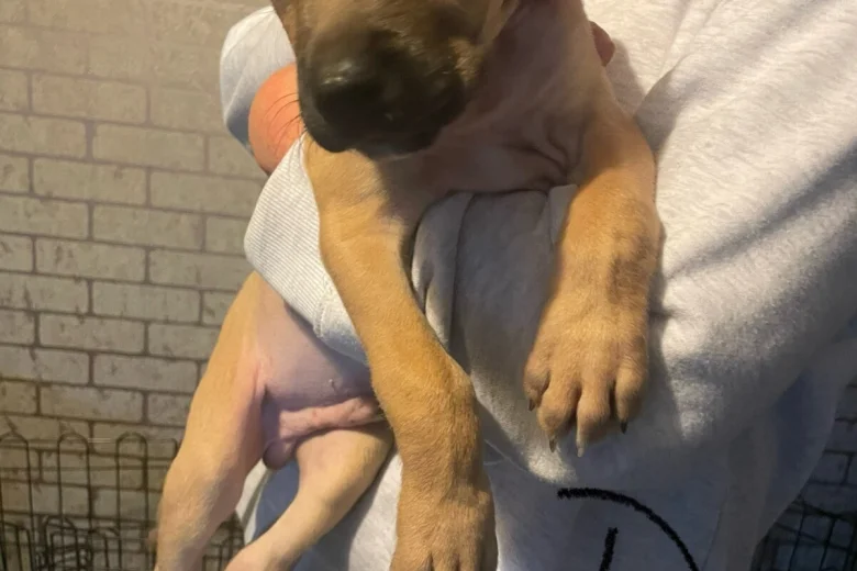 Presa Canario