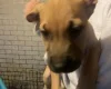Presa Canario