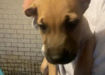 Puppy 3