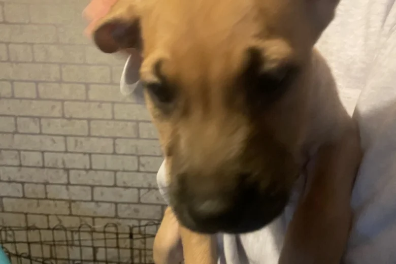 Presa Canario