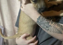 Puppy 4