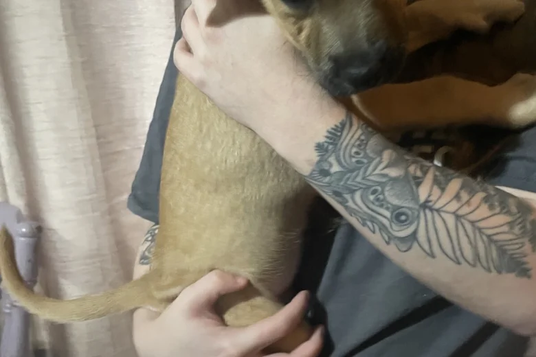 Presa Canario