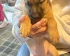 Presa Canario
