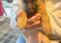Puppy 5
