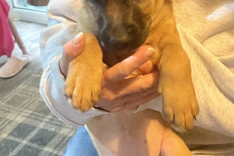 Presa Canario