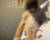 Presa Canario