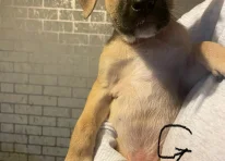 Puppy 6