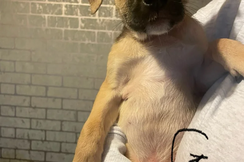 Presa Canario