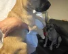 Presa Canario