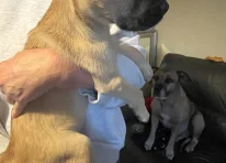 Puppy 7