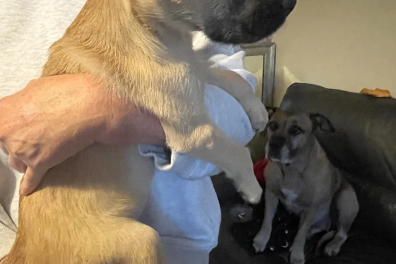 Presa Canario
