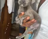 Presa Canario