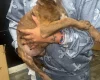 Presa Canario