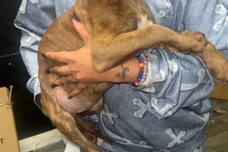 Presa Canario