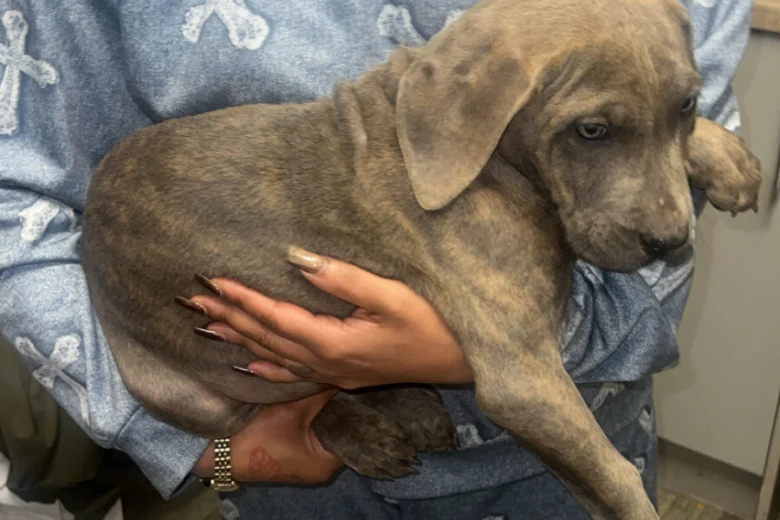 Presa Canario