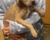 Presa Canario