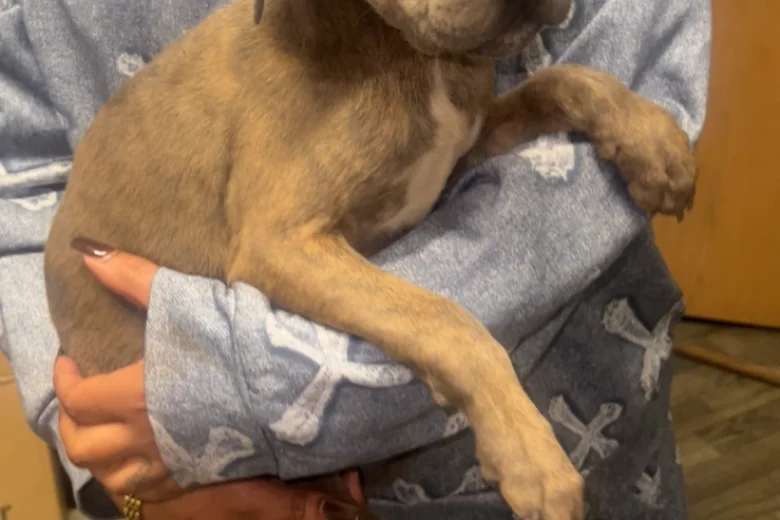 Presa Canario