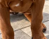 Rhodesian Ridgeback