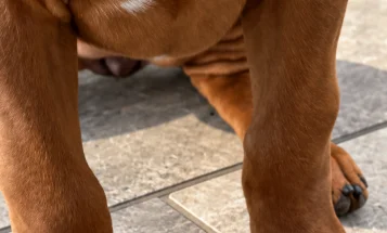 Rhodesian Ridgeback