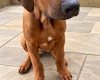 Rhodesian Ridgeback