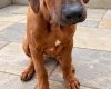 Rhodesian Ridgeback