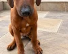 Rhodesian Ridgeback