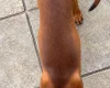 Rhodesian Ridgeback