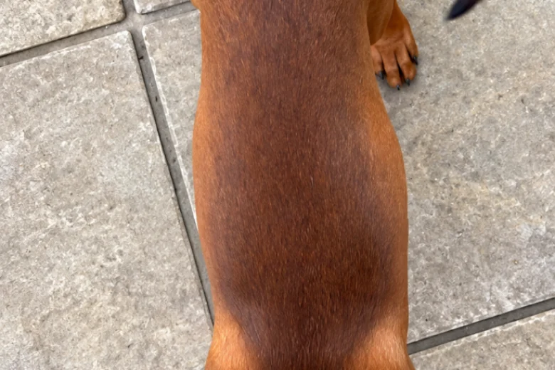 Rhodesian Ridgeback