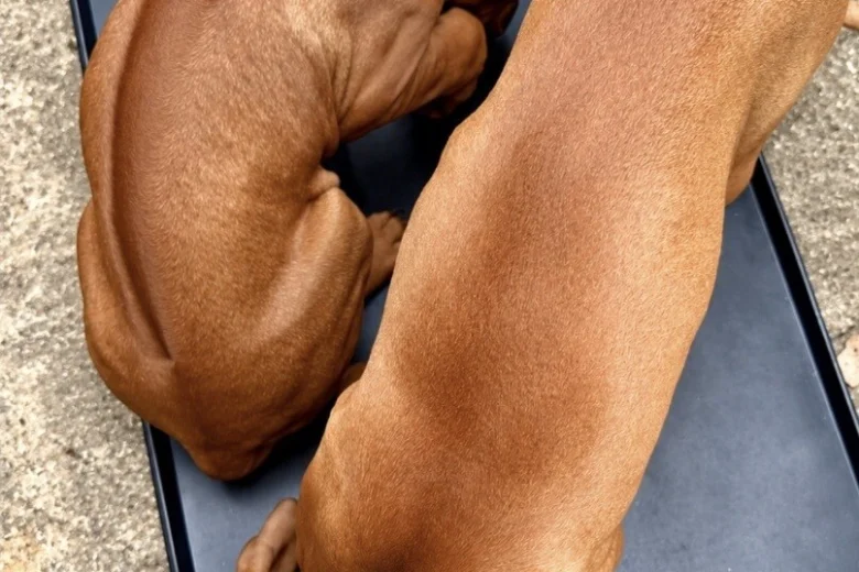 Rhodesian Ridgeback
